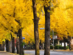 Emergency hospitals around Okayama University